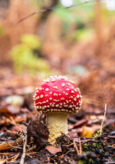 Forest Floor Mushroom
