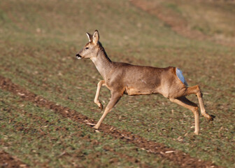 running deer on a field