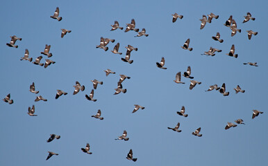 flock of pigeons