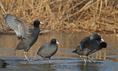 Eurasian coot bathing