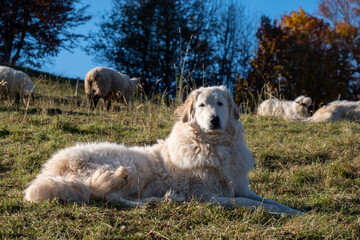 Obraz premium Shepherd dog guarding the sheep flock