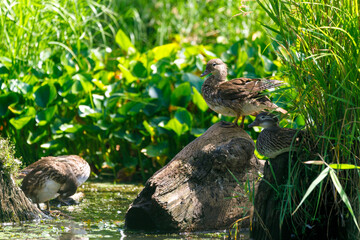 A mandarin duck sits on a stump sticking out of a pond.