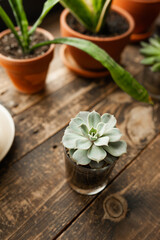 Fototapeta na wymiar green home plant succulent on wooden windowsill. easy-to-care plant. vertically, selective focus