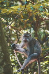 Bored Monkey