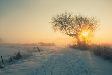 Winter im Teufelsmoor bei Worpswede - 470804639