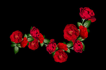 Red roses isolated black background, beautiful roses