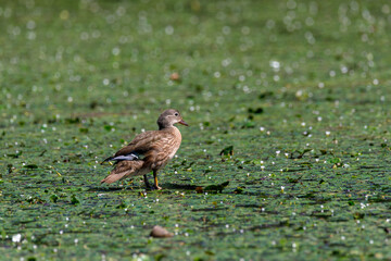 A mandarin duck sits on a stump sticking out of a pond. A mandarin duck swims in a summer reservoir.