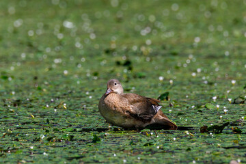 A mandarin duck sits on a stump sticking out of a pond. A mandarin duck swims in a summer reservoir.