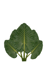 Green taro leaves isolated on a white background