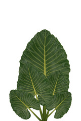 Green taro leaves isolated on a white background