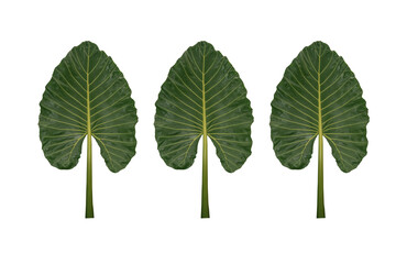 Green taro leaves isolated on a white background