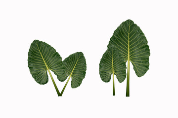 Fototapeta premium Green taro leaves isolated on a white background
