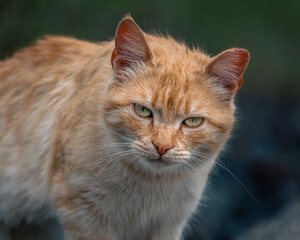 Street cat on a rainy day