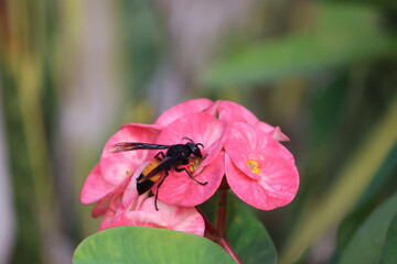 Vespa tropica, the greater banded hornet, is a tropical species of hornet found in Southern Asia, New Guinea and west Africa.