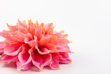 Pink, yellow and white fresh dahlia flower macro photo isolated against white background. Picture...