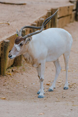antelope in the zoo
