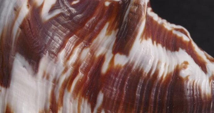 Macro surface of the sea shell. Close-up of the object.