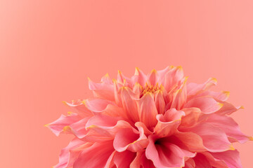 Pink, yellow and white fresh dahlia flower macro photo on pink background. Picture in color...