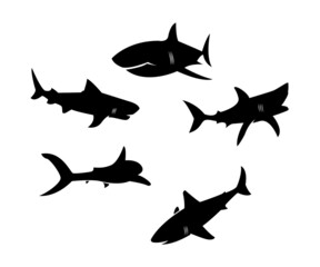 silhouette of a shark, silhouette of fish, predator in ocean