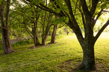 Naklejka premium trees in the forest