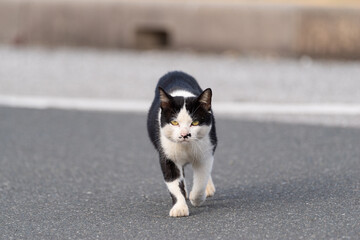 歩く猫