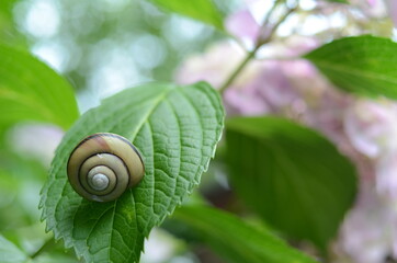 カタツムリと紫陽花　京都福知山　観音寺