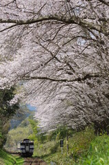 blossom tree with train