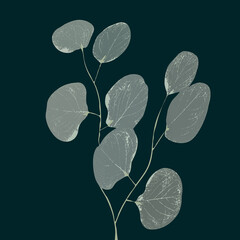 Ilustracja motyw roślinny eukaliptus na ciemnym tle - obrazy, fototapety, plakaty