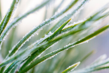 Fototapeta na wymiar Crystals of frost and frost on plants close-up in winter. Macro photography