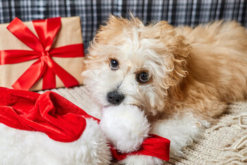 Maltipoo puppy chewing on Santa hat near christmas gift box