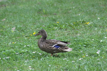 Mallard walking on grass closeup view with selective focus on bird