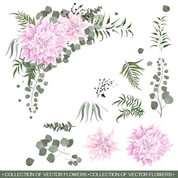 Vector floral corner. Pink dahlias, eucalyptus, green plants and leaves. All elements are isolated on a white background.