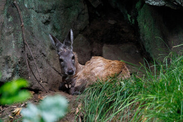Wild musk deer hiding in the rock in the summer. Wild animals in the summer taiga.