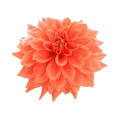 Foto op Plexiglas Orange dahlia flower isolated on white background © peekeedee