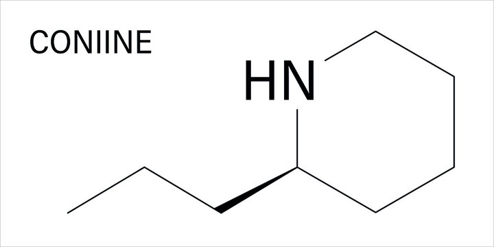 Coniine herbal toxin molecule. Present in poison hemlock (Conium maculatum). Skeletal formula.