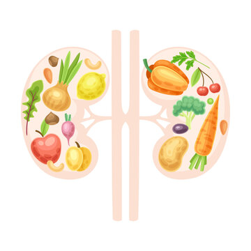 Anatomical kidneys with fruit and vegerables. Healthy human internal organ vector illustration