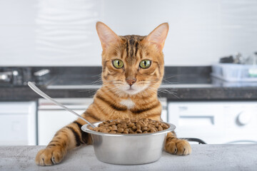 A bowl of dry cat food on the table and a Bengal cat.