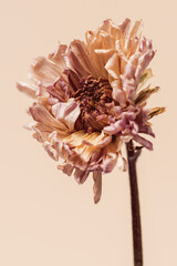 Dried chrysanthemum flower on a beige background