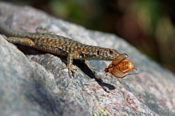 Tyrrhenian wall lizard caught a june beetle