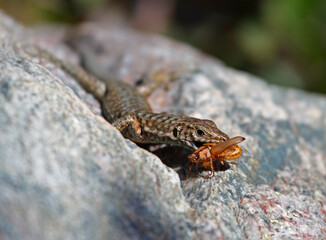Tyrrhenian wall lizard eating a bug