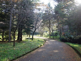 ある秋の日の広い公園の道