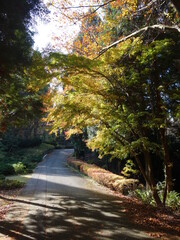 ある秋の日の広い公園の道