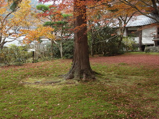 紅葉の根元