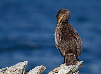 Great cormorant cleaning his feathers