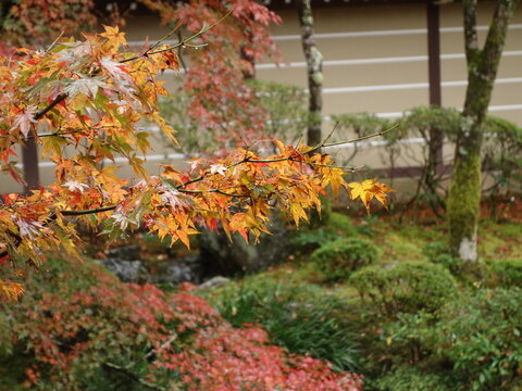 「濡れ落ち葉」の画像 6,030 件の Stock 写真、ベクターおよびビデオ Adobe Stock