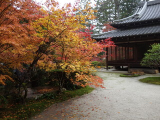 京都・南禅寺の天寿庵の雨に濡れた紅葉