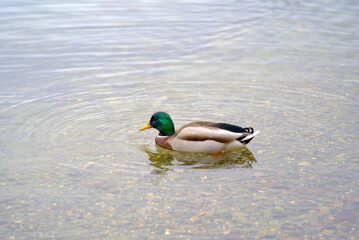 Male duck at pond of Irchel park at City of Zürich on a rainy autumn day. Photo taken November 14th, 2021, Zurich, Switzerland.