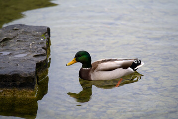 Fototapeta premium Male duck at pond of Irchel park at City of Zürich on a rainy autumn day. Photo taken November 14th, 2021, Zurich, Switzerland.