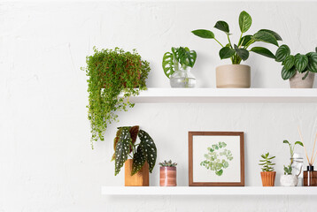 Home decor indoor plant shelf - obrazy, fototapety, plakaty