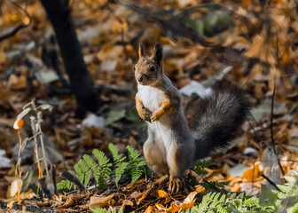 Naklejka na ściany i meble squirrel in autumn park